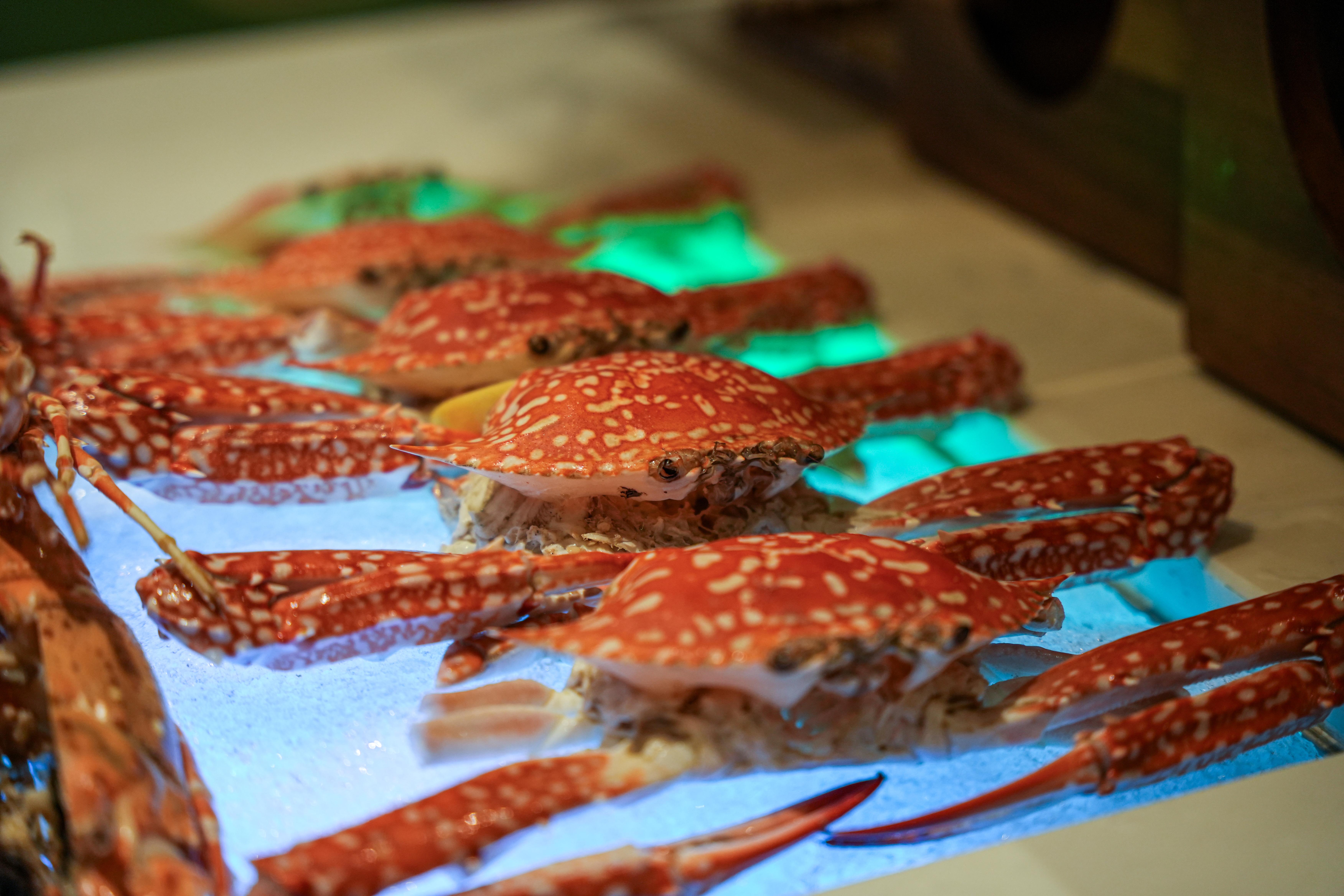 Roselle Xmas NY-8.jpg