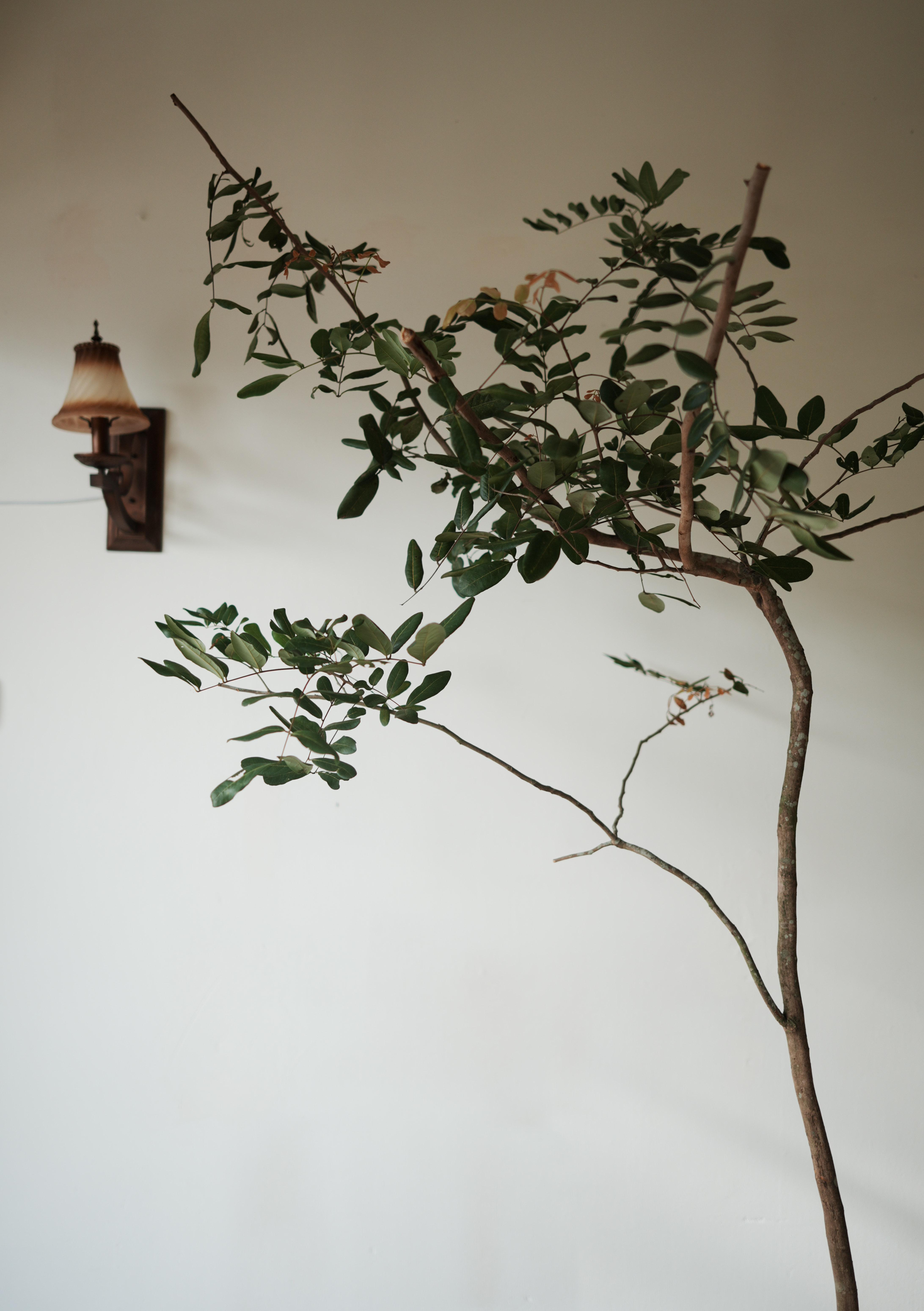 DSC07939.jpg